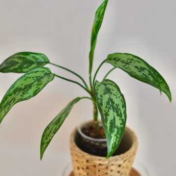 Aglaonema Cutlass