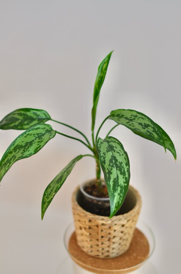 Aglaonema Cutlass 3