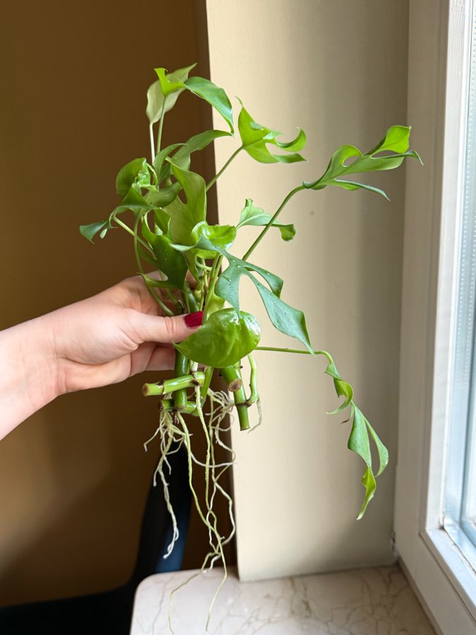 rhaphidophora tetrasperma 2