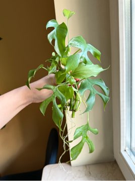 rhaphidophora tetrasperma