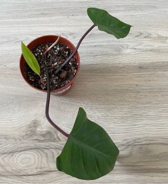 Filodendron