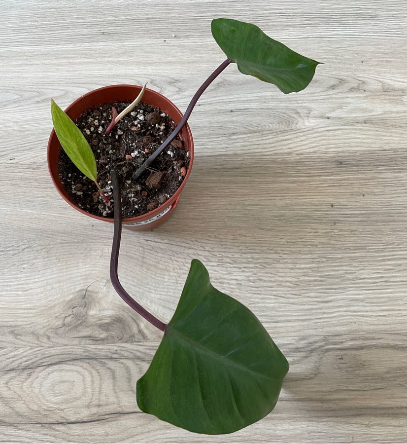Filodendron