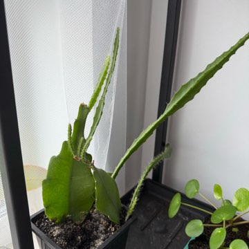 Epifyllum