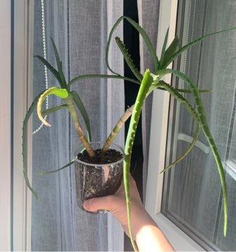 Aloes drzewiasty