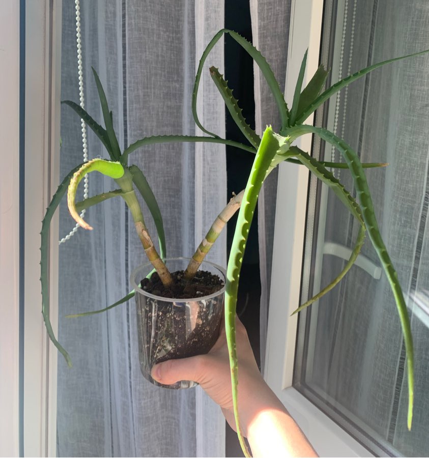 Aloes drzewiasty