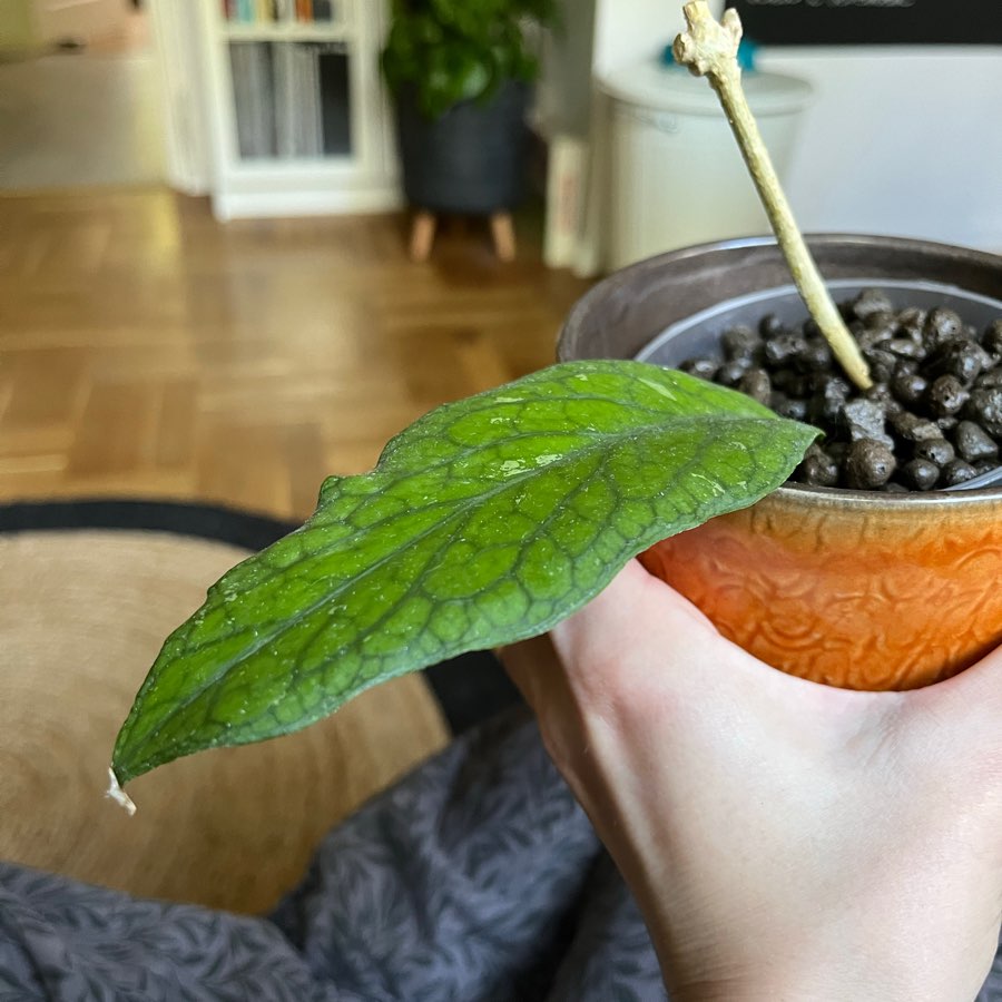 Hoya vitellinoides rosnąca w keramzycie