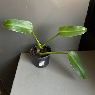 Philodendron tuxtlanum cała roślina kolekcjonerska