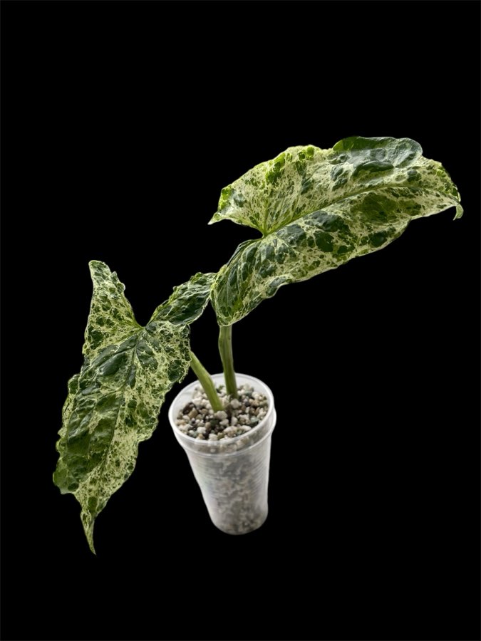 Syngomlnium Mojito 3