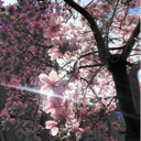 Magnolia Joan
