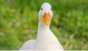 DreamyDuck