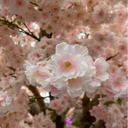 Mirabilis