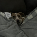 Addie