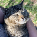 KittyKat