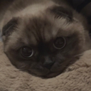 Fay