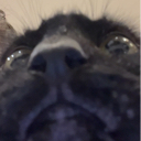 Blebs