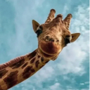 Fiona