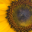 Prairie Helianthus