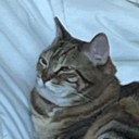 Am