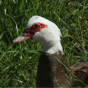 Ducky