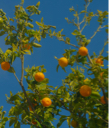 Tangerine!