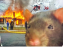 ratin asewer
