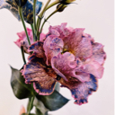 Alyssum J.