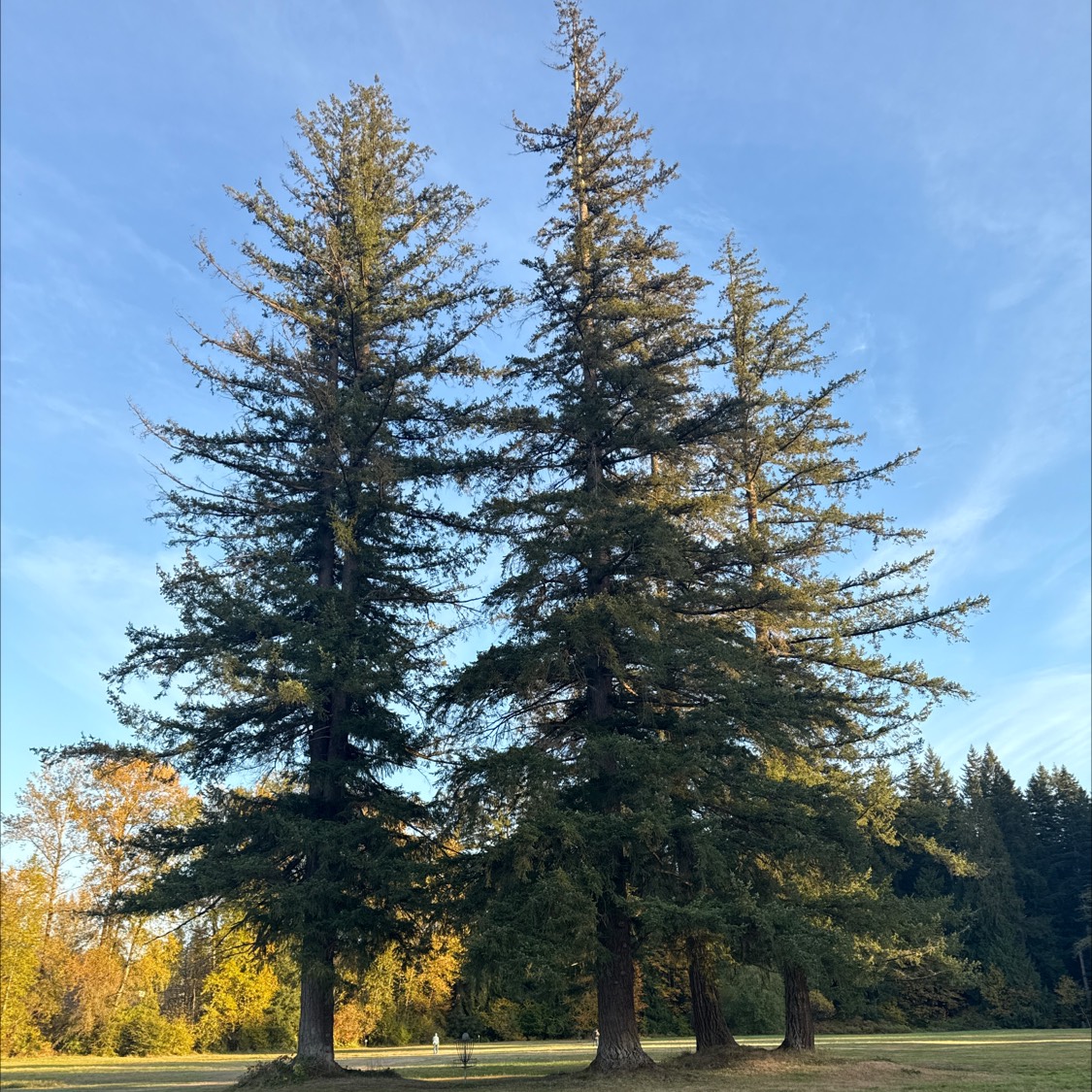 Juel Park disc golf course in Redmond, WA
