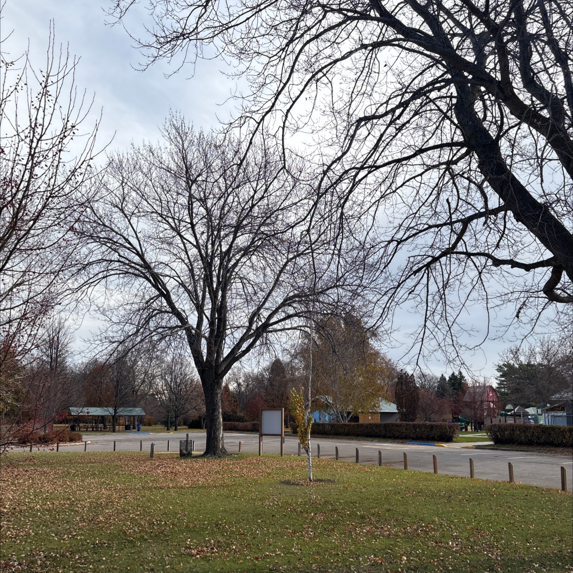 Altona Centennial Park disc golf course in Altona, MB