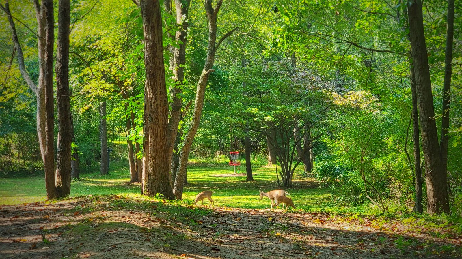 Hammond Hills disc golf course in Hastings, Michigan