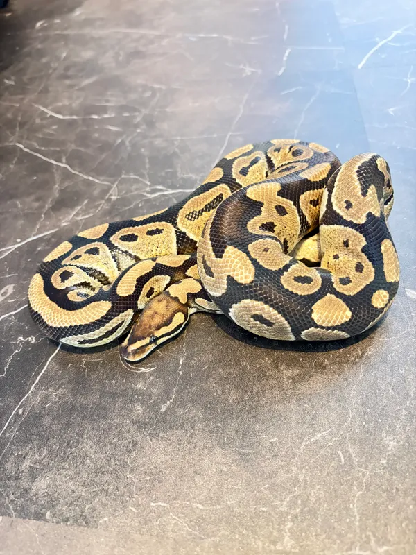 Vanilla hetClown 50 Piebold