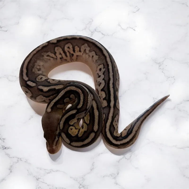 Leo Cinny pastel het Pied