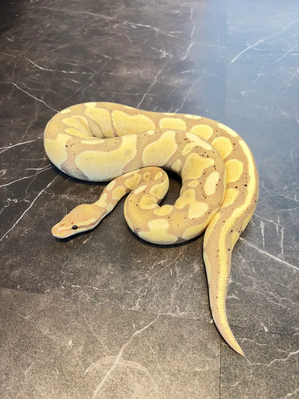 Banana Butter het GS