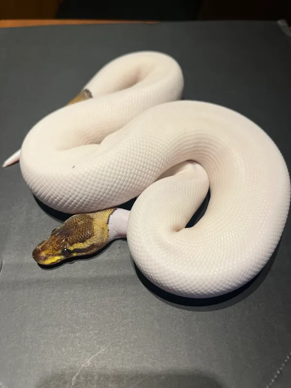 Cinnamon Piebold