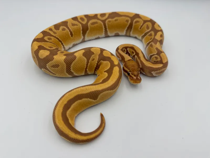 Ultramel het Pie