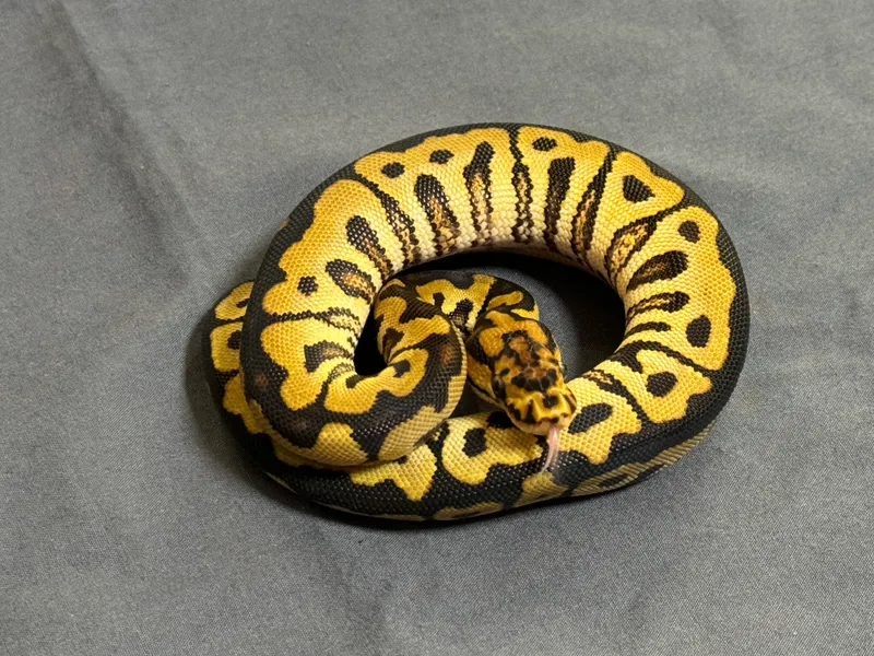 Spotnose Clown