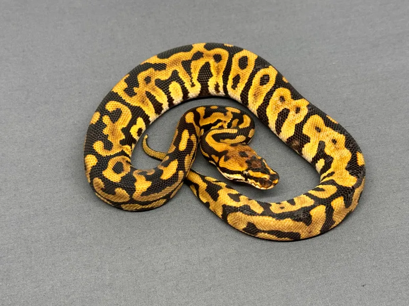 Leopard Spotnose het Clown