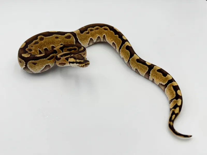 Vanilla Enchi het Clown