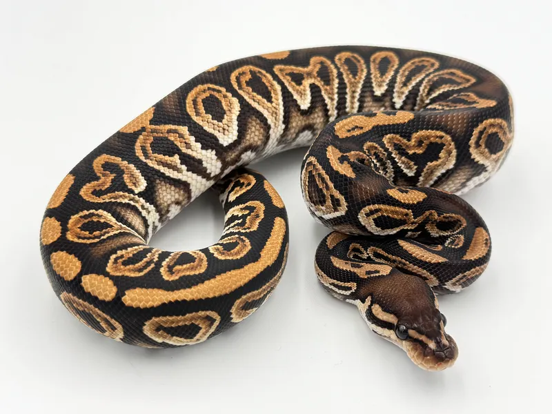BlackPastel YellowBelly het Clown