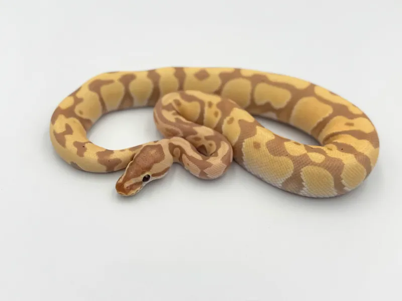 Banana Enchi het Clown