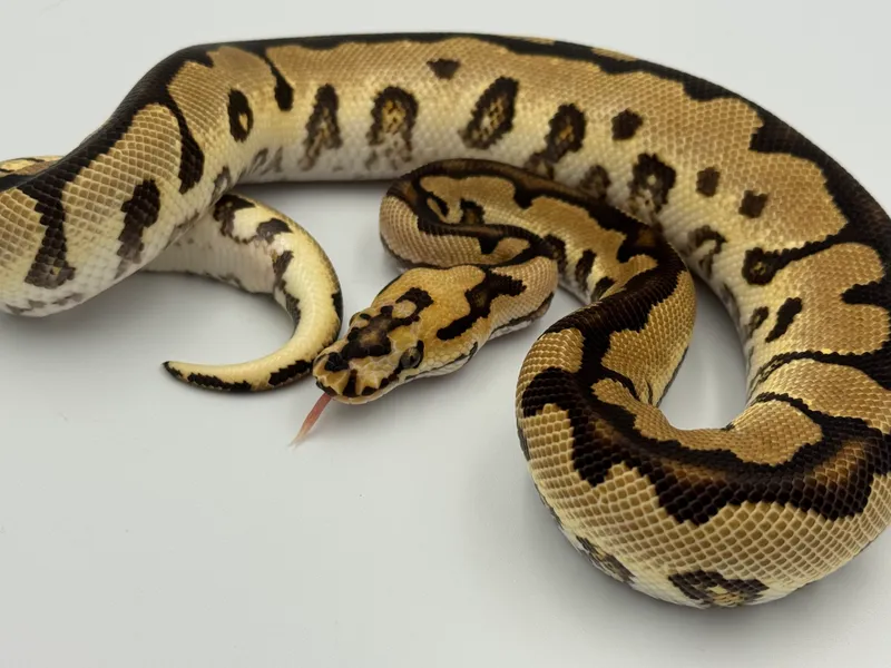 Vanilla Spotnose Clown
