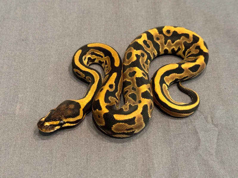 Leopard dh VPI Axanthic DesertGhost