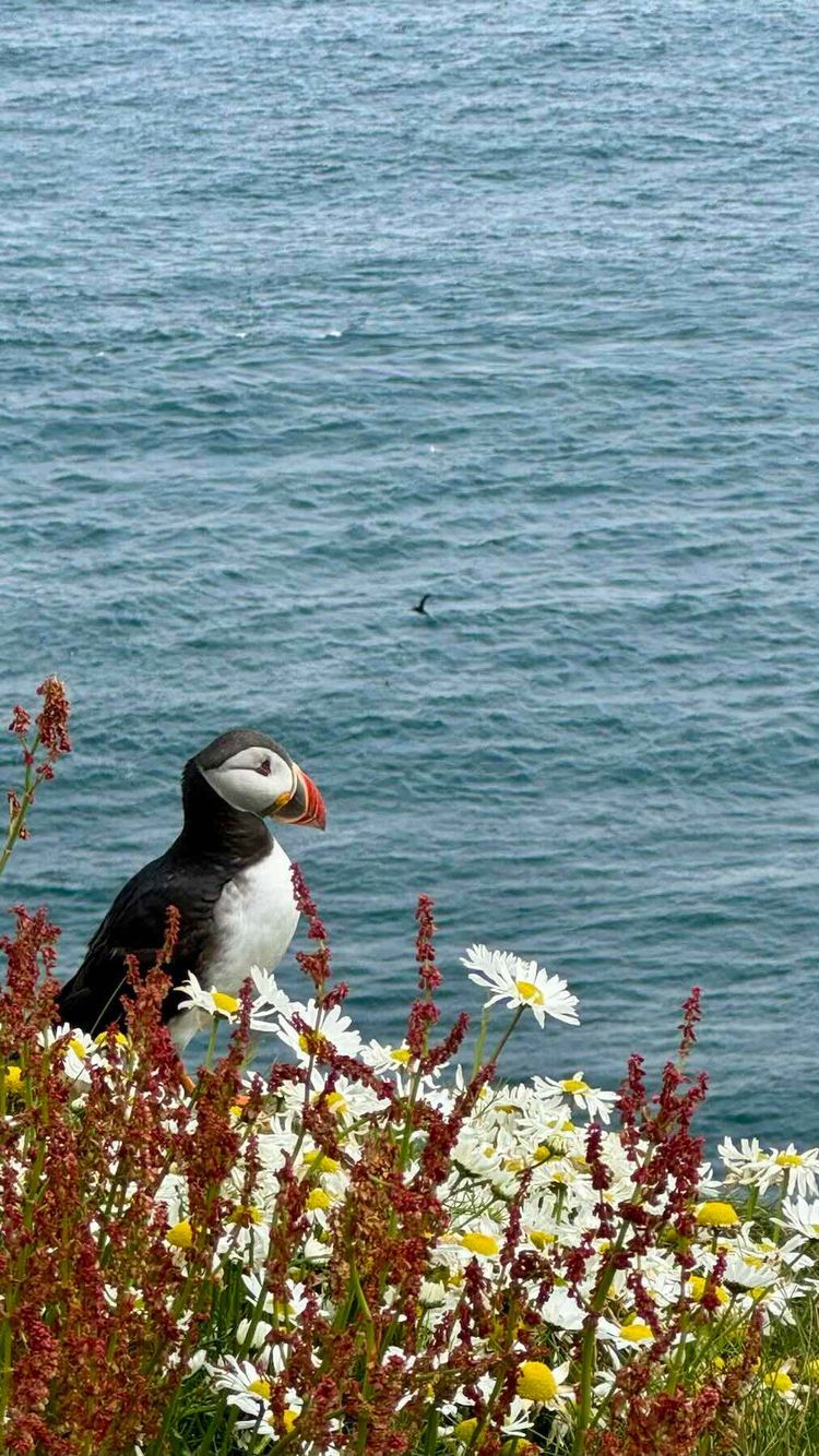 Voyage photo from Shetland to Norway 