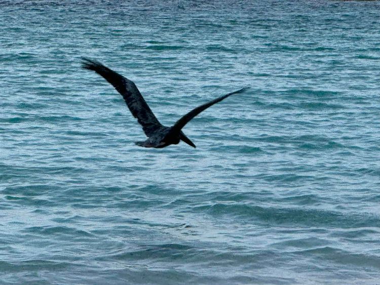 Voyage photo from Belize Day 1- Moho Caye