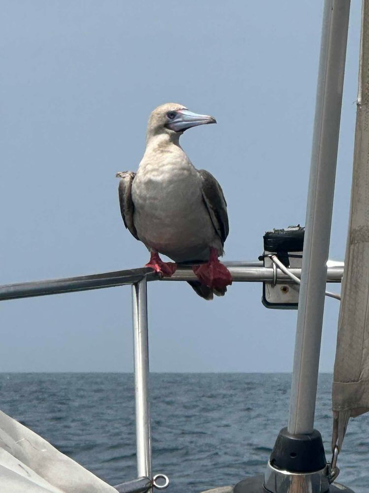 Voyage photo from Panama to Galapagos