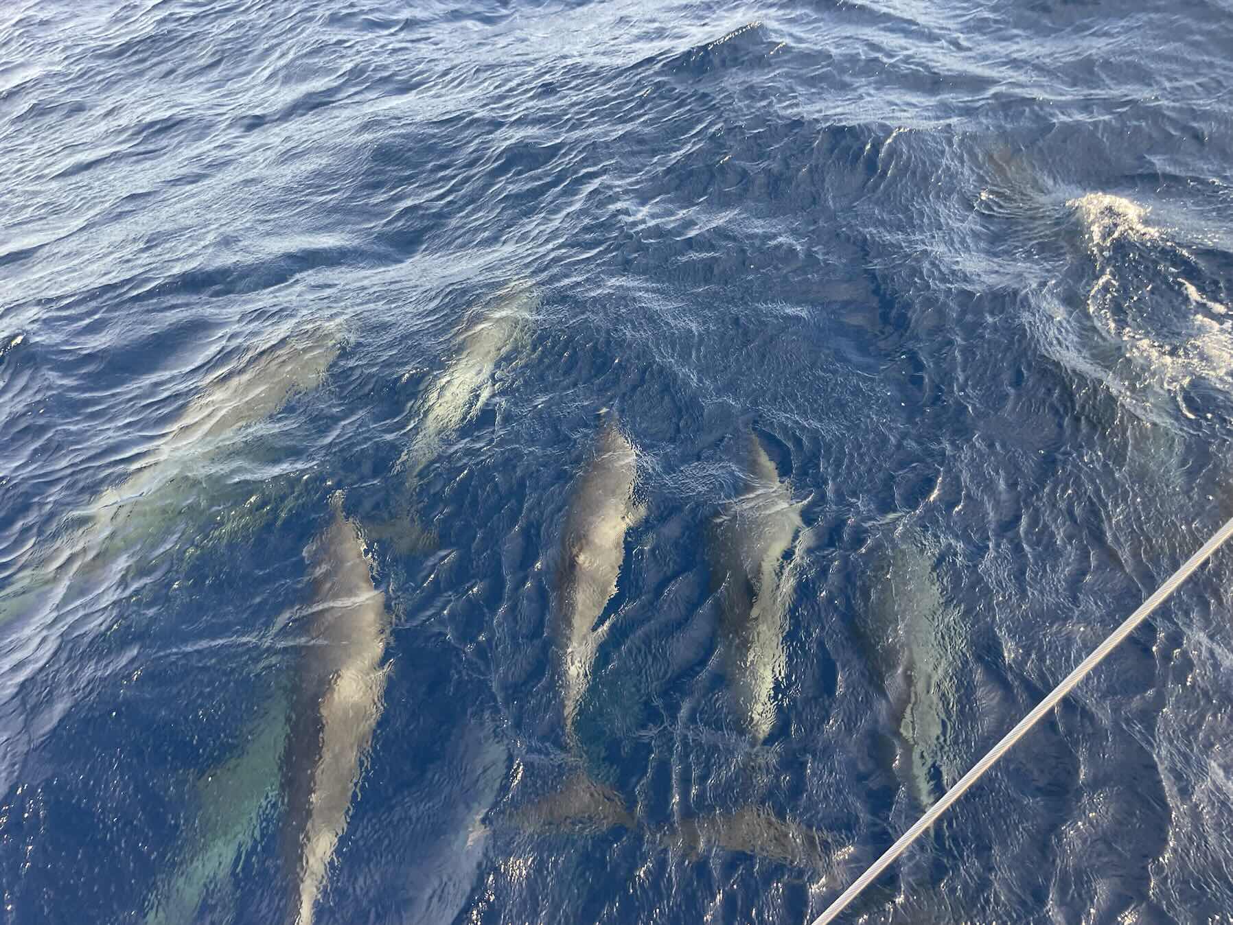 Leg 3 Bermuda to Le Marin, Martinique _DE0CA19D-C3A4-4393-8580-6EE242A51A9A