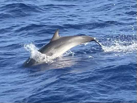 Bermuda to Horta, Azores, Portugal_A39EC70A-D159-43DA-979C-F6CE32901F19