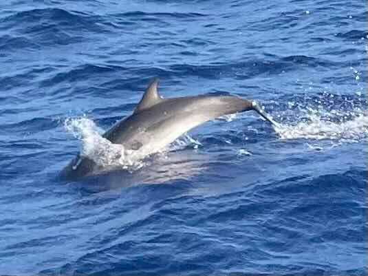 Voyage photo from Bermuda to Horta, Azores, Portugal