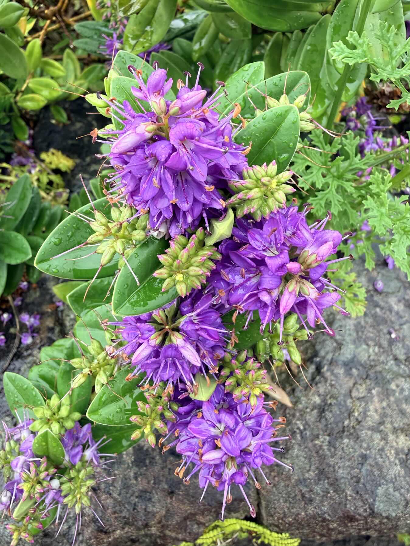 Oh na h’Acairseid to Plockton_D3F0F2EF-6055-4C1D-8980-8A7AC77448CD