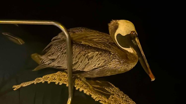 Voyage photo from Puerto Egas to Bahía Seymour