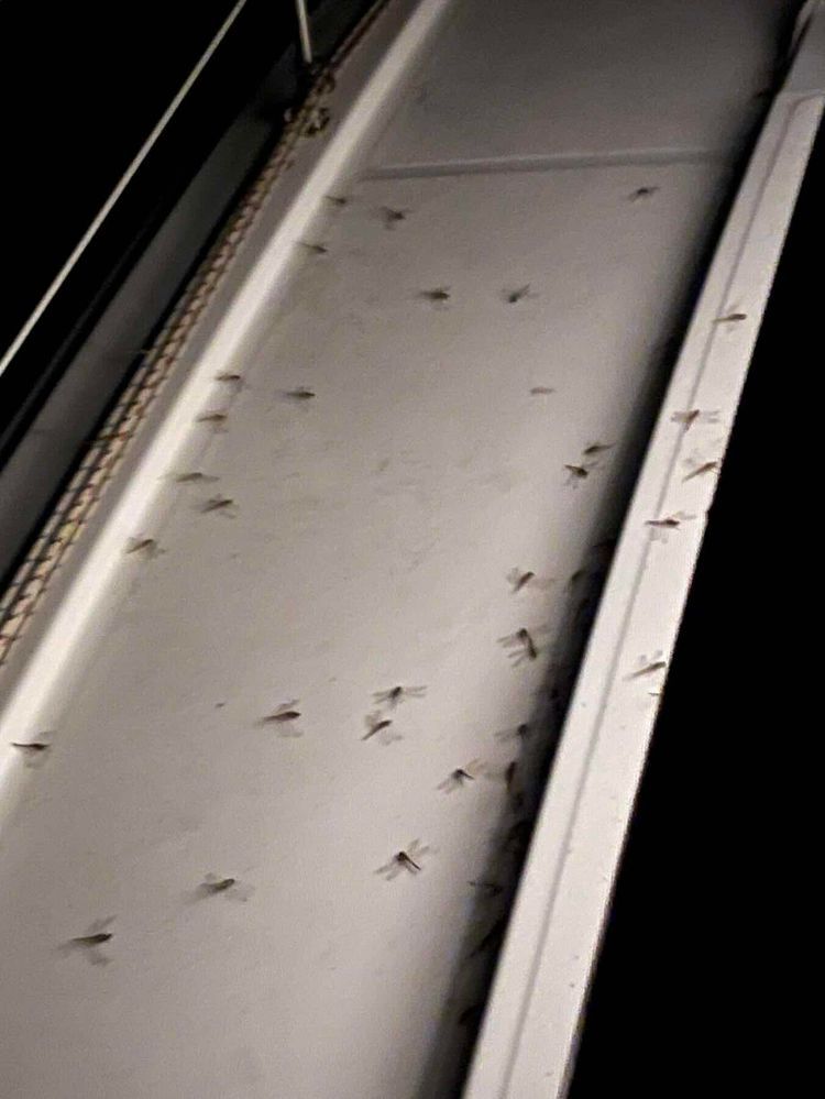 Voyage photo from Traversé Tanger Canaries